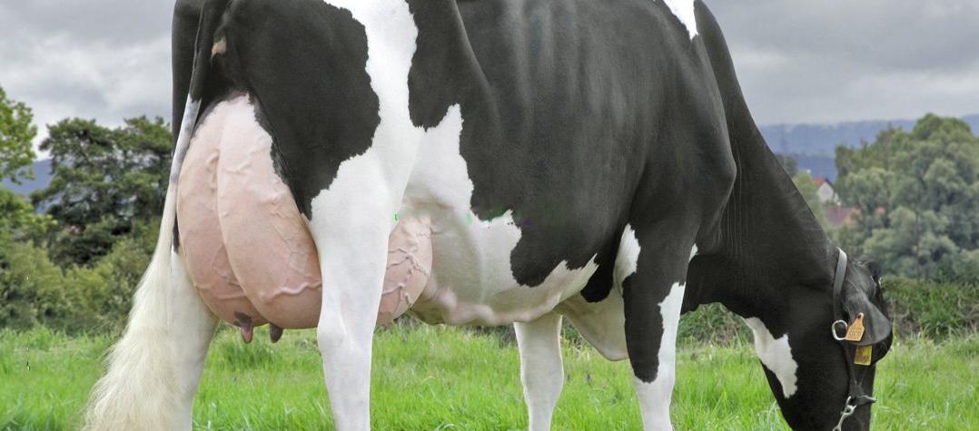 Holstein