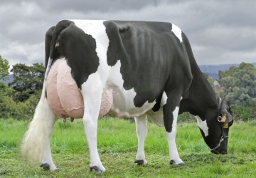 Holstein