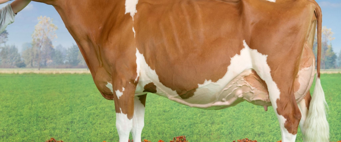 Kırmızı Holstein