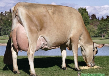 Montofon