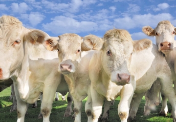 Şarole - Charolais 
